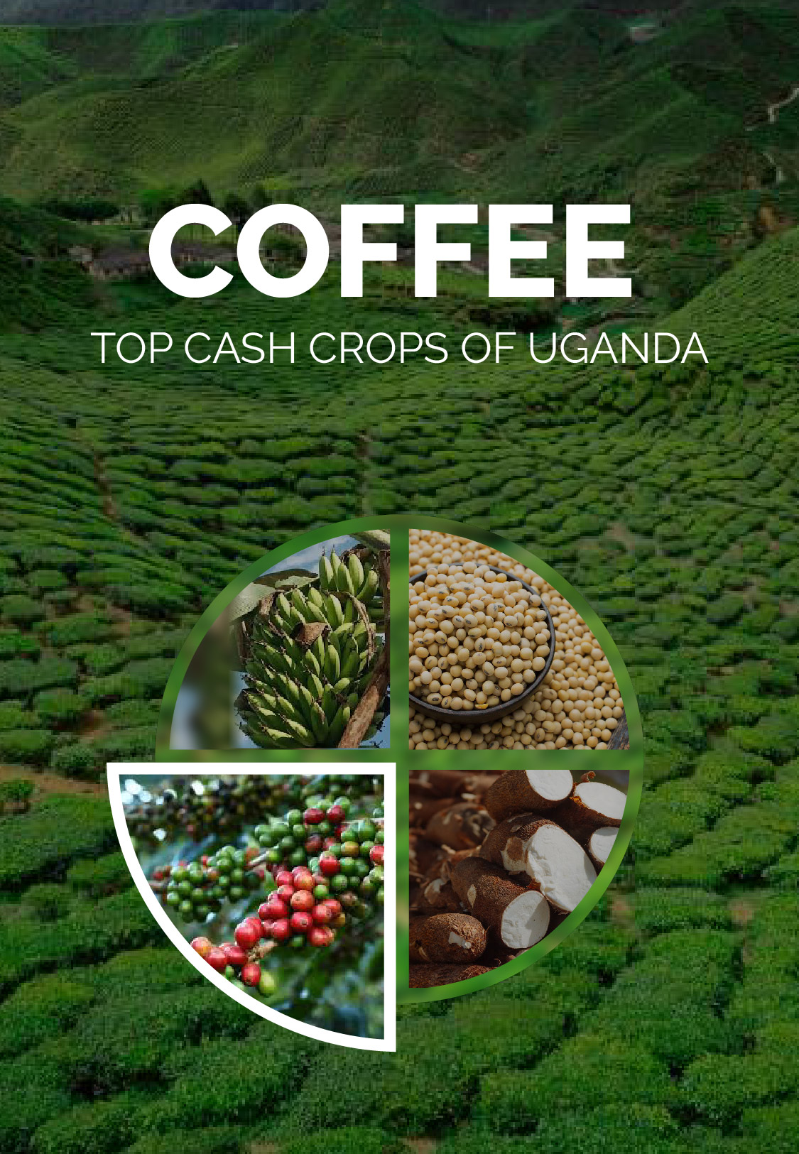 Top cash crops of Uganda (coffee)